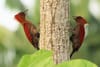 Birding in Air Hitam Dalam Educational Forest