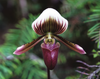 Penang Slipper Orchid: The Crowning Jewel of Penang's Floral Diversity